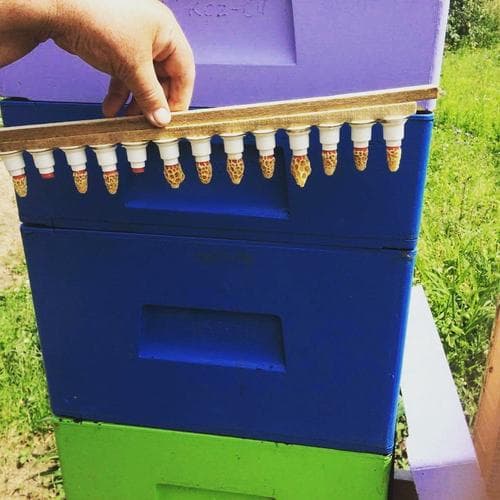 Mateczniki z naszej hodowli - Pasieka Stec