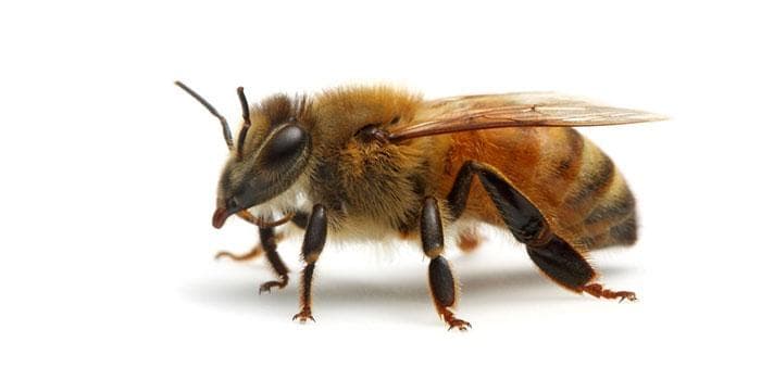 Pszczółka - Pasieka Stec