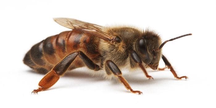 Matka pszczela Carnica Agt ’19