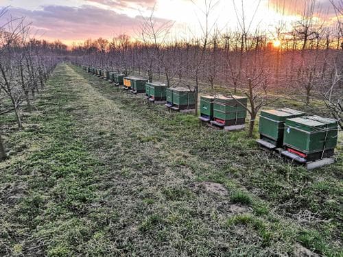 Ule na naszej pasiece - Pasieka Stec